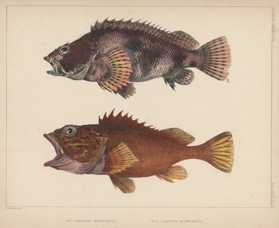 Sebastes Marmoratus, 1855 von H. Patterson